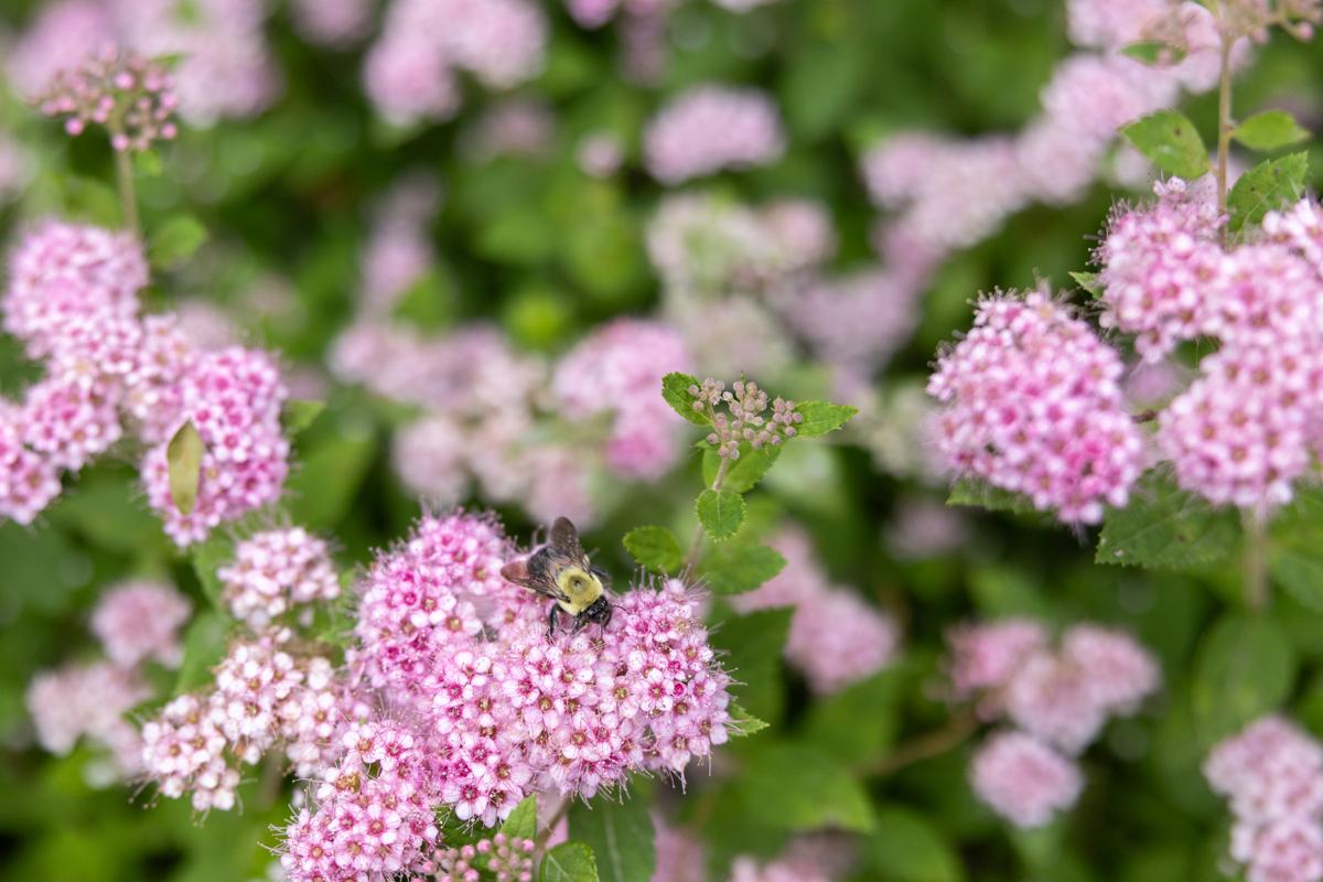 Garden Rental – 8